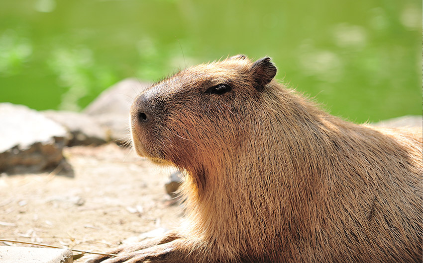 大城獅子王親子動物園